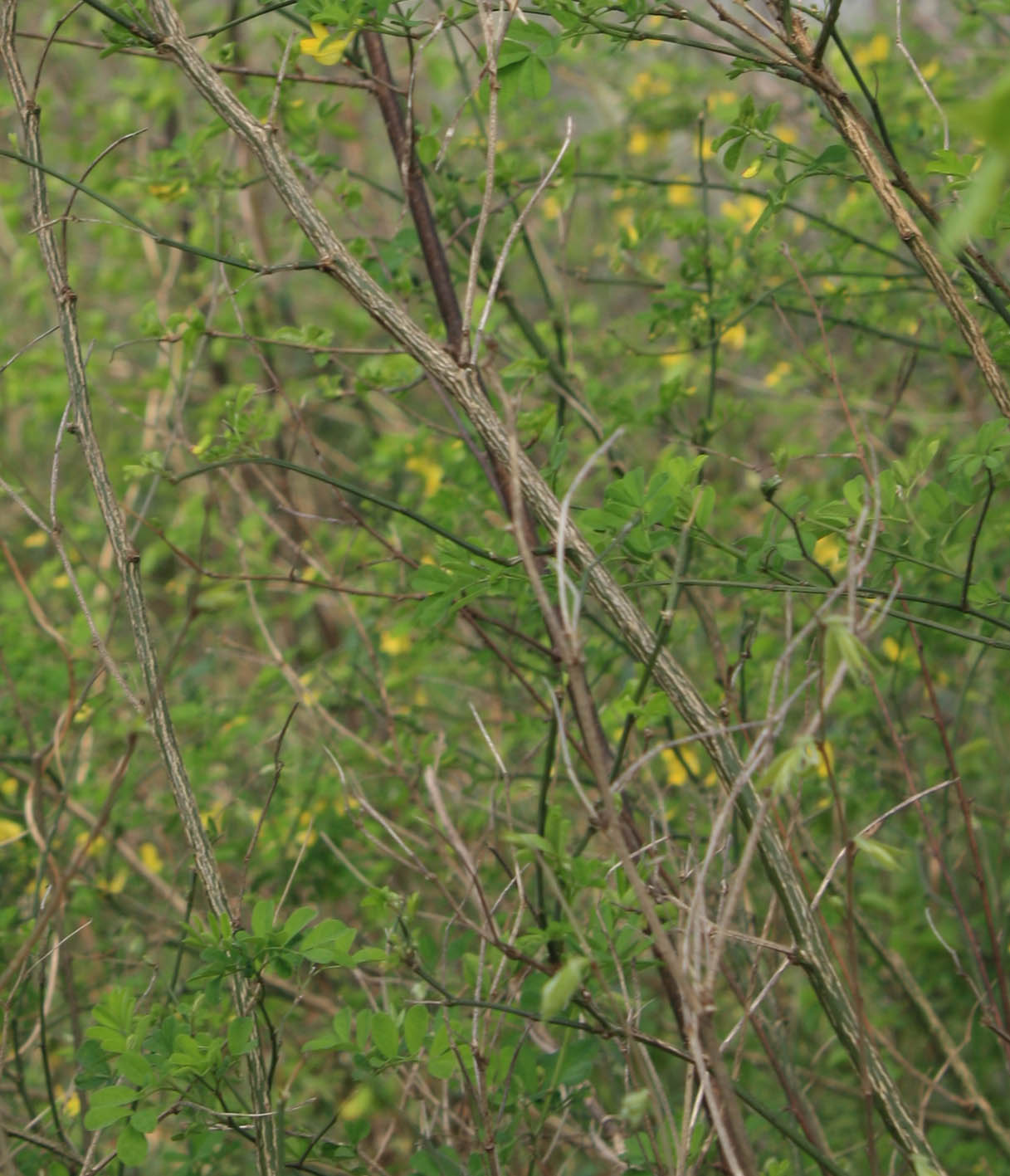 Coronilla emerus